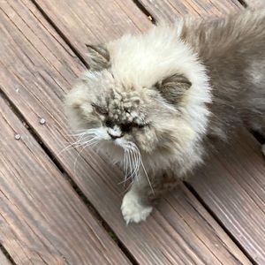 Meet your Posher, Chad